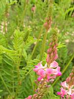 Sainfoin cultive, Onobrychis viciifolia (fam Papilionacees) (Europe, Asie occidentale) (4) (Photo F. Mrugala)